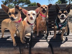 Bay Area Pet Pals in Calaveras County