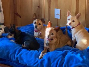 Bay Area Pet Pals in Calaveras County