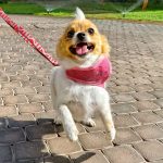 Why Bay Area Pet Pals is the Best Choice for Dog Walking Services