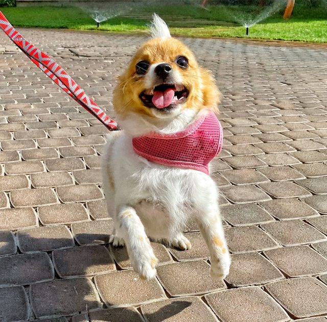 Why Bay Area Pet Pals is the Best Choice for Dog Walking Services